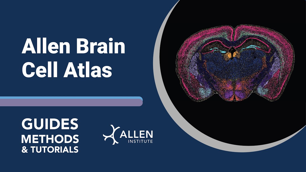 Allen Brain Cell (ABC) Atlas | Tutorial