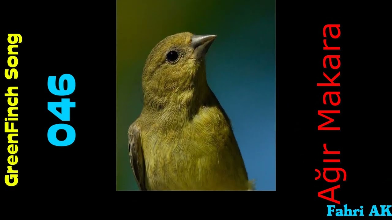 Flurya Kuşu &Ouml;t&uuml;m&uuml; 046 - Ağır Makara