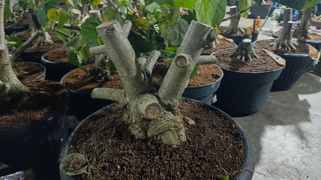 BONSAI WARU ( WAH SERU ) GAS LAGI BOLO...