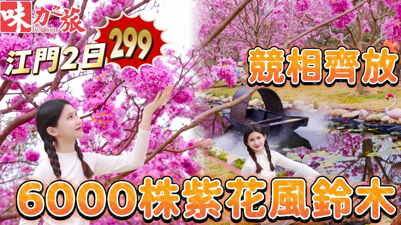 CFC02 江門美食兩天遊 必衝 看最美紫花風鈴木 粉色花海 置身於6000棵紫花風鈴木 美到窒息 品嘗三餐私房菜  鵝雞魚蝦蟹每樣齊全 江門美食 入住江門時尚品牌輕奢酒店