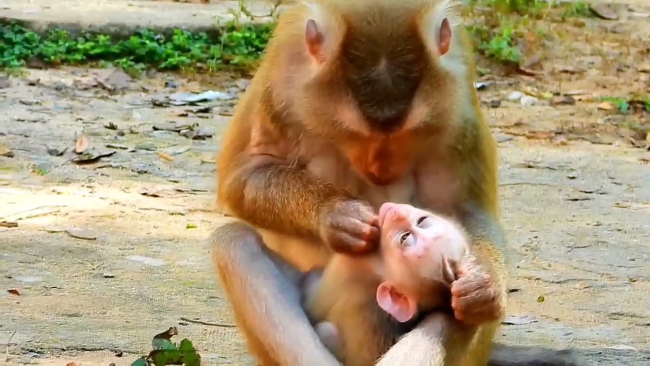 Sadness baby monkey, mommy monkey Libby grooming baby Leo so hard activities