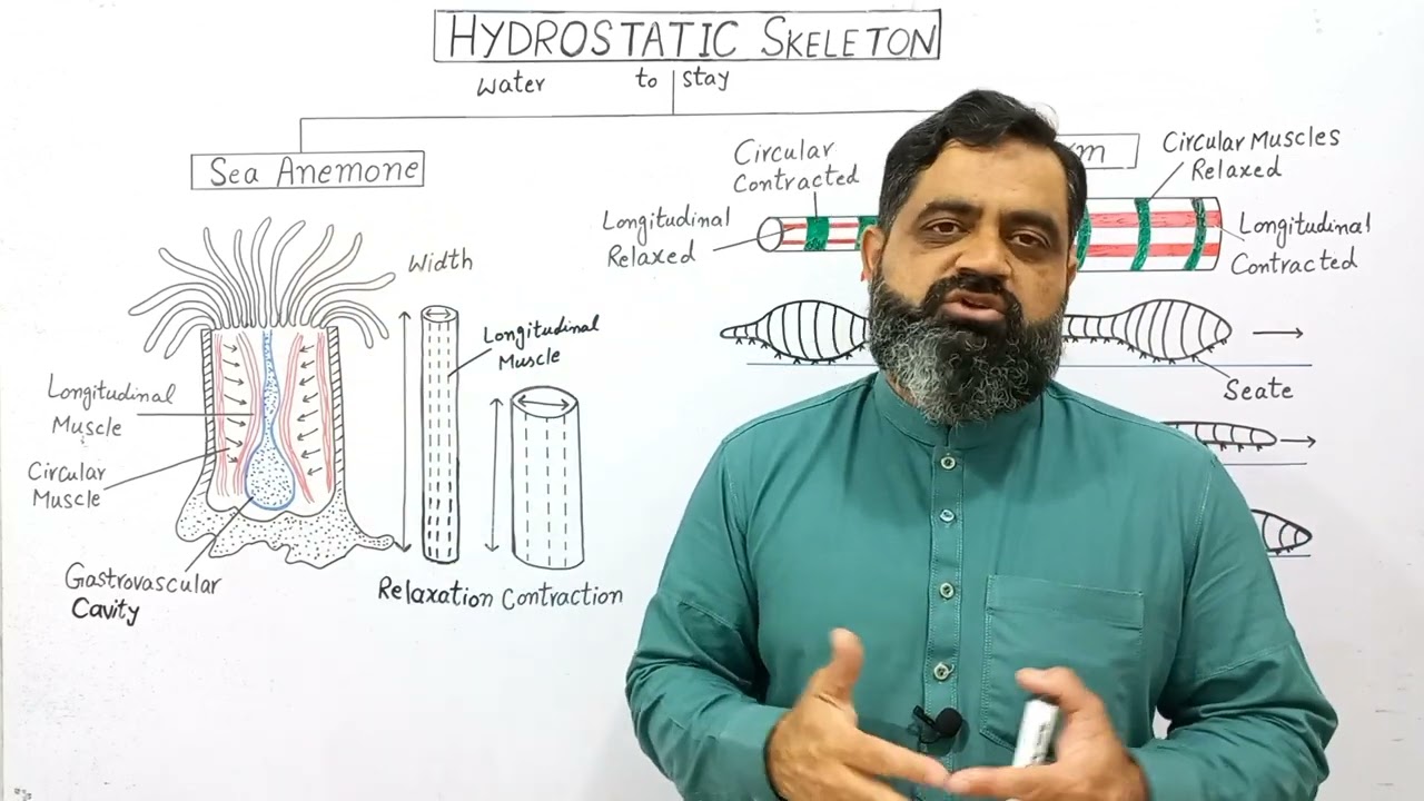 Hydrostatic Skeleton Urdu/Hindi medium @prof.masoodfuzail| Locomotion in Earthworm |