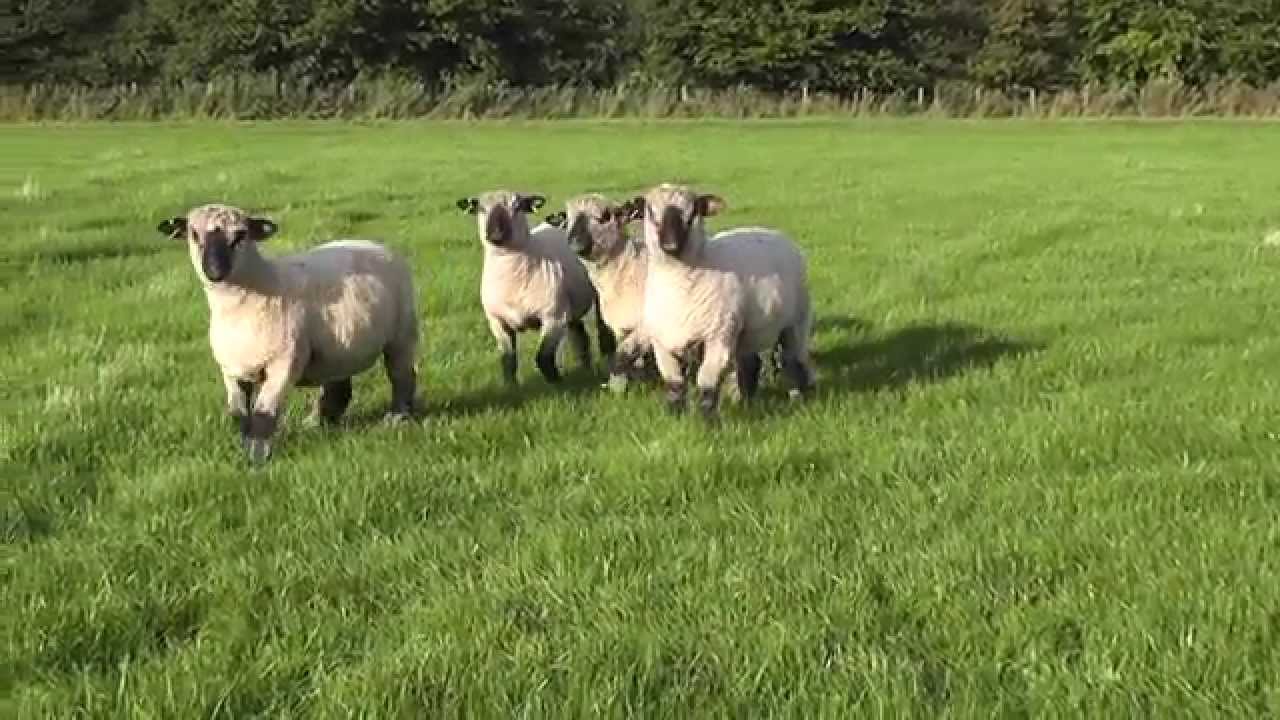 Oxford Gimmers to sell 2014