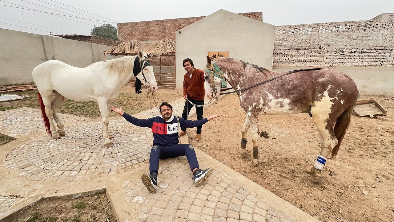 Big Zoo Me Horses Agai 😍 Or Chala Bhi Giya