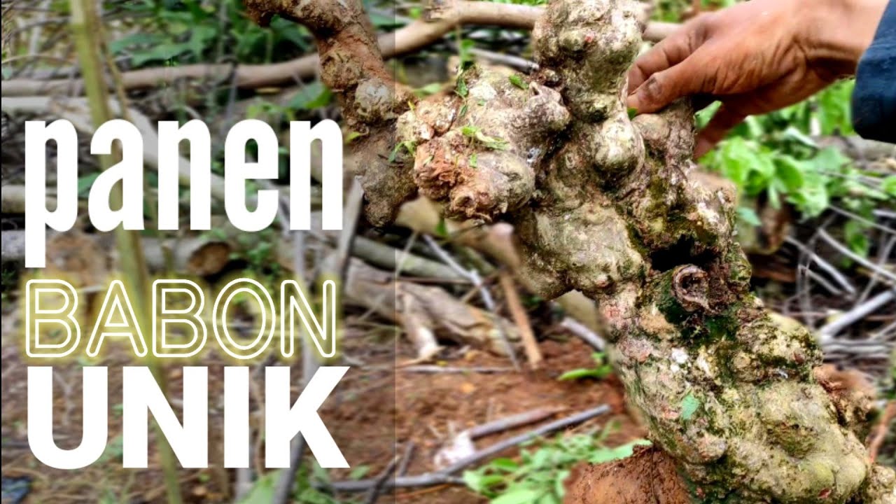 Berburu bahan bonsai di alam liar, untuk program akar waru