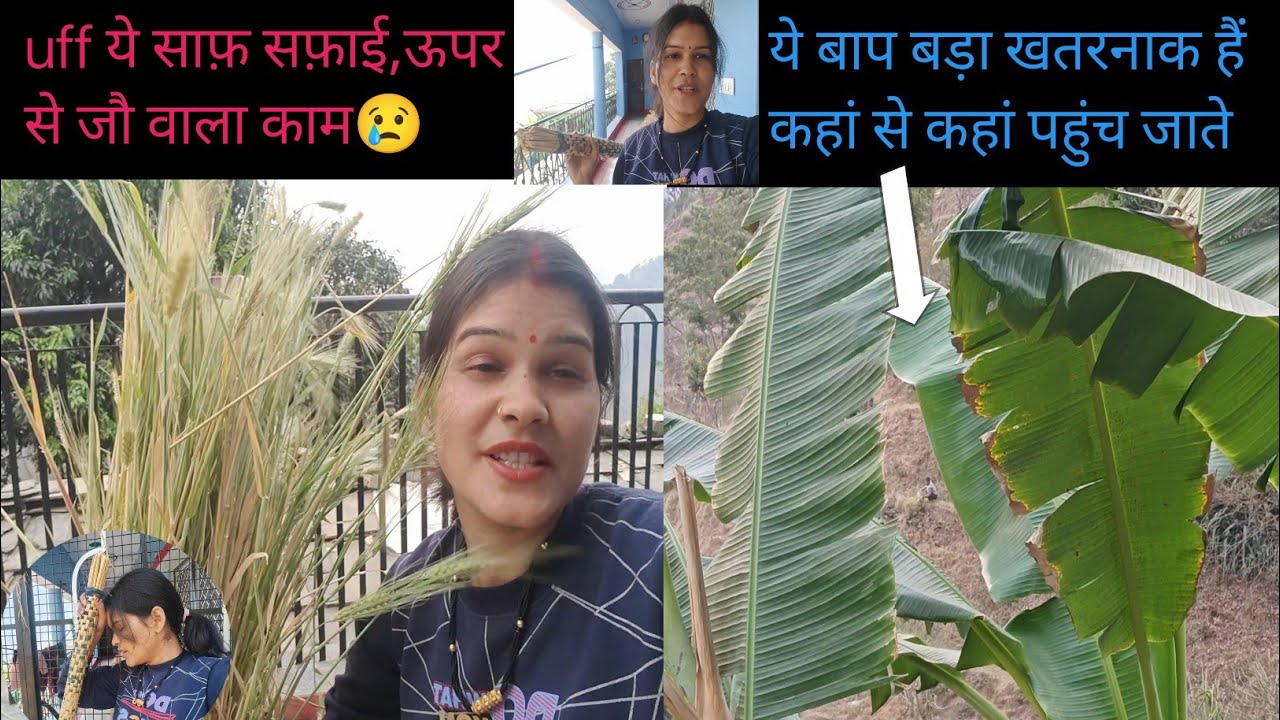 सफाई कर कर के हालत खराब हो गई😢नए नए बीज बोए मम्मी पापा ने क्यारी में,,जौ की छटाई की @Bhagyavlog569