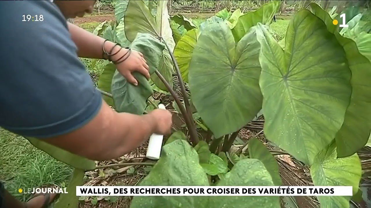 Wallis, des recherches pour croiser des variétés de Taros.