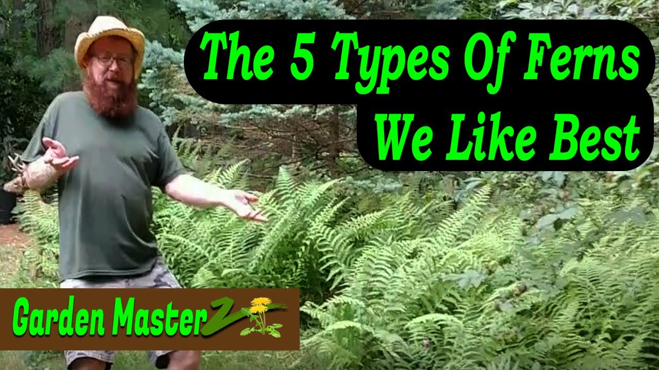 5 Types Of Fern Plants You Must Know!