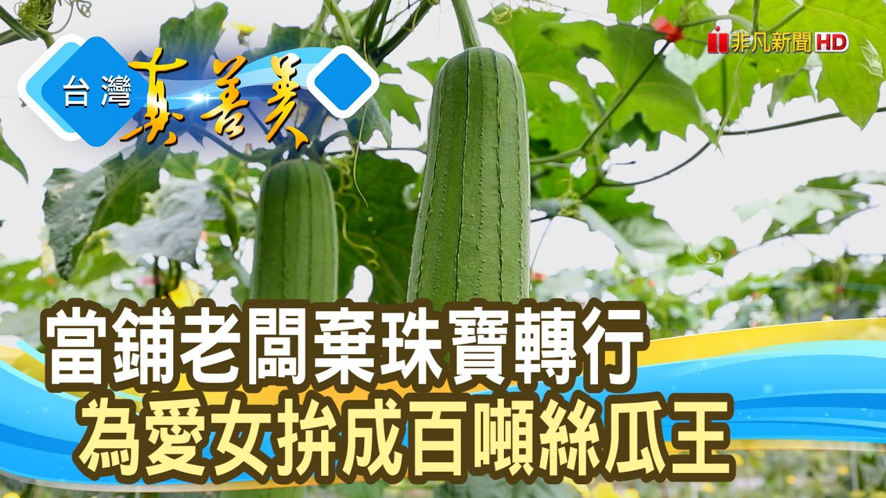 當鋪老闆“為愛拚絲瓜王”｜雲林縣斗南鎮絲瓜產銷班｜【台灣真善美】2023.05.07