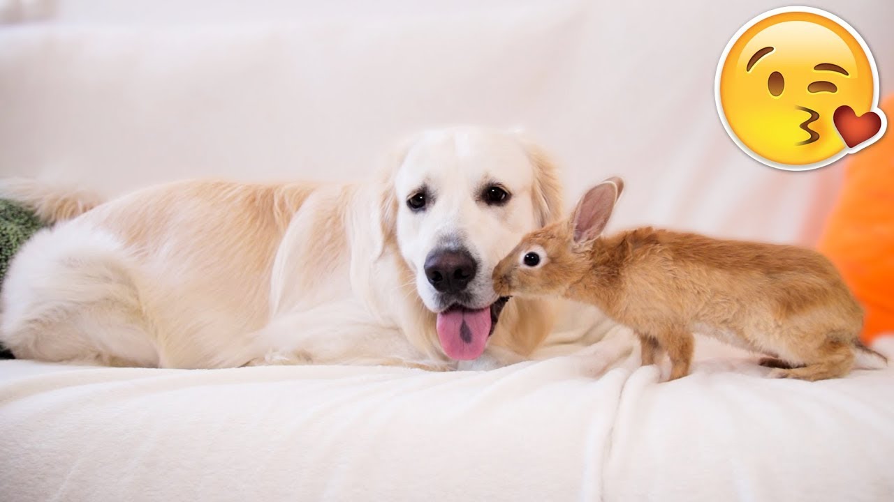 Rabbit Sam Tries to Kiss Dog Bailey and They Play Together