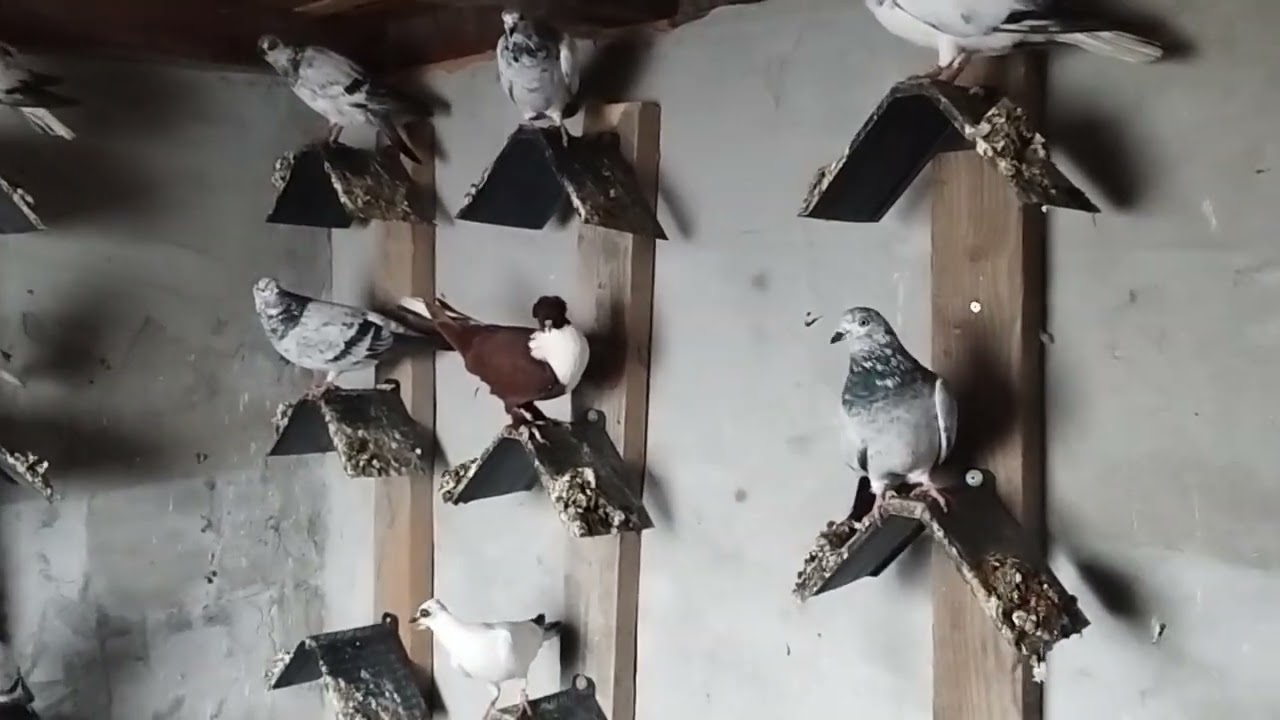 Sırp Guvercinlerim