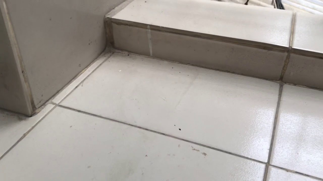 Cat kills my bunny rabbit