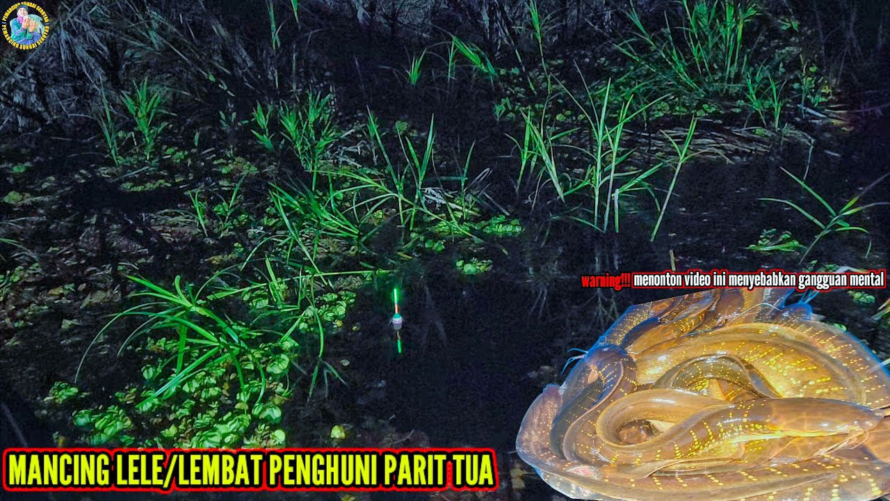 MANCING LELE/LEMBAT PENGHUNI PARIT TUA TERBENGKALAI‼️@pemancingsungaiseruyan594