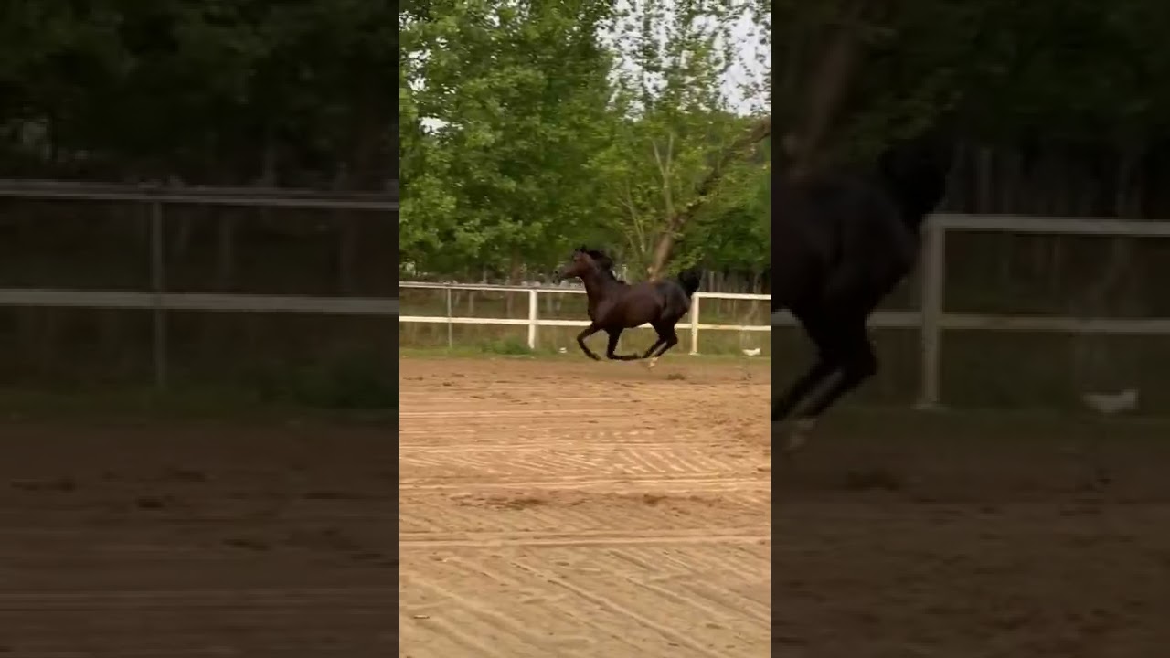 krycie koni zimnokrwistych horse cute animals 27 oct, 2022 , New horse vlog 150