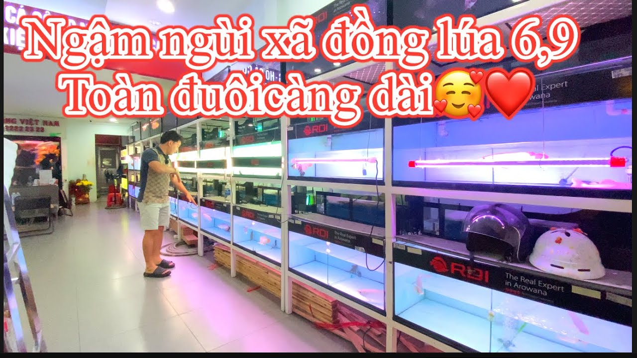 Xã trong ngậm ngùi đồng lúa 6,9 - ĐUÔICÀNG DỮ DỮ KO LUÔN - CÁ RỒNG VIỆT NAM AROWANA | 2410