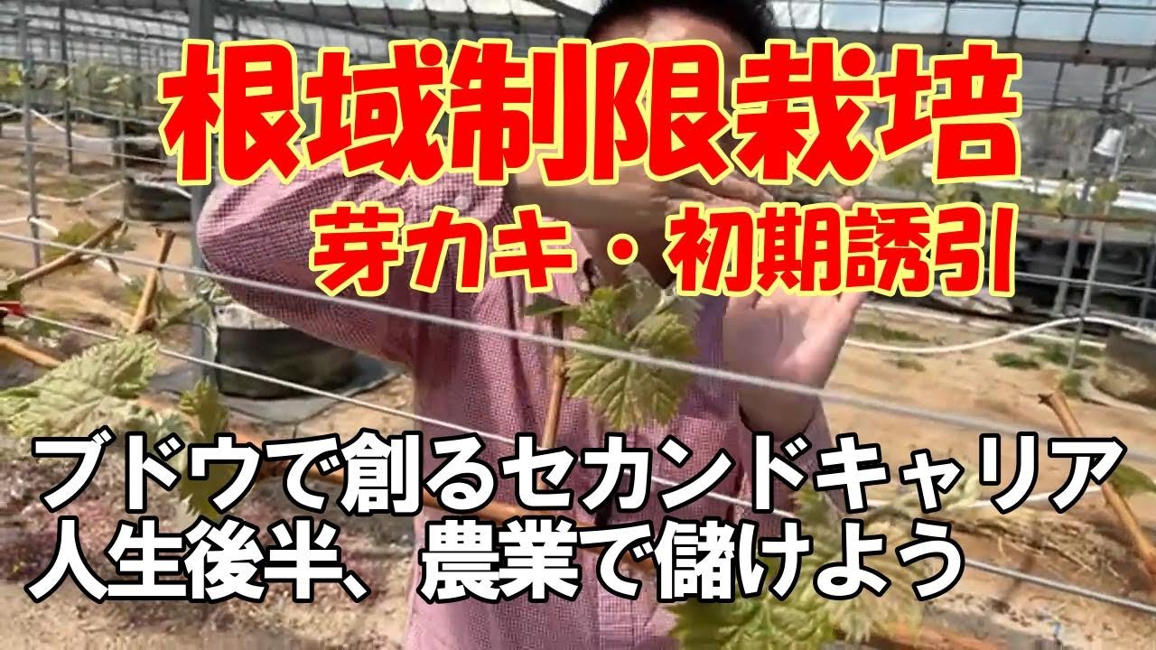 ブドウ根域制限栽培。芽カキ、初期の誘引、どの芽を残すか明確な基準は？Y字棚でのやり方。シャインマスカット、ナガノパープル、クイーンンイーナ、リザマートで実践。