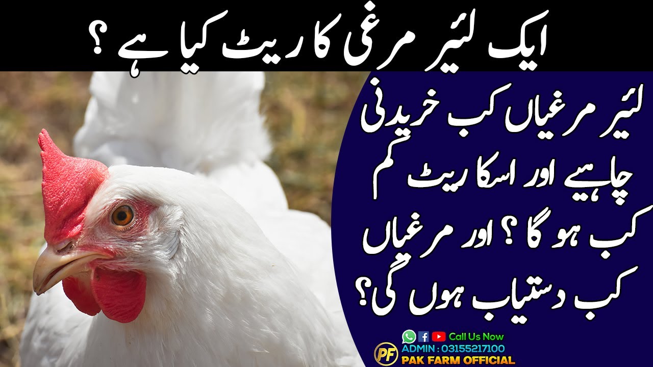 Layer hen rates | layer hens for sale | layer murgi price | layer hen farming in Pakistan