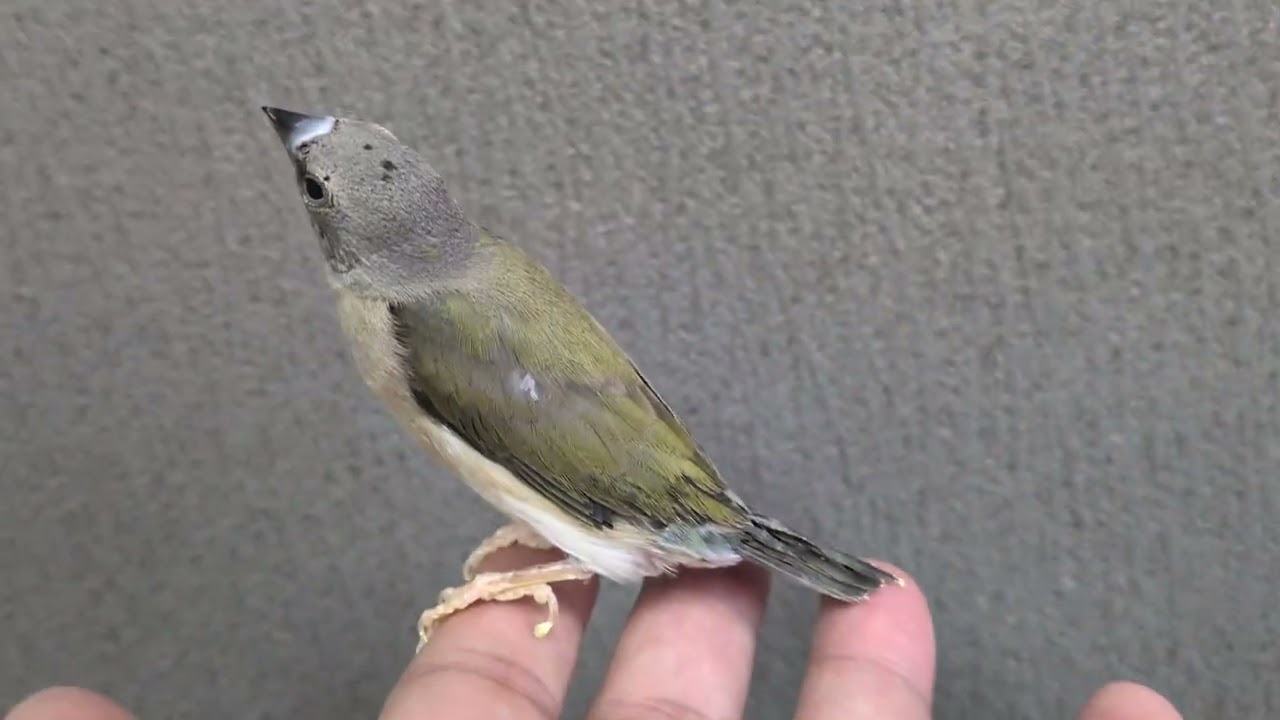 コキンチョウ LOVEBIRDFUKUOKA(ラブバードフクオカ)2026.1.28