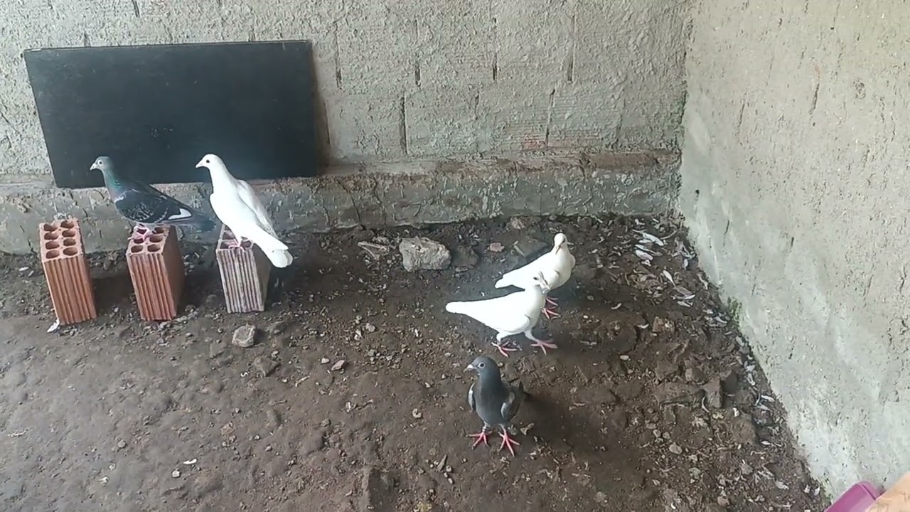 Como está o filhote de pombo?