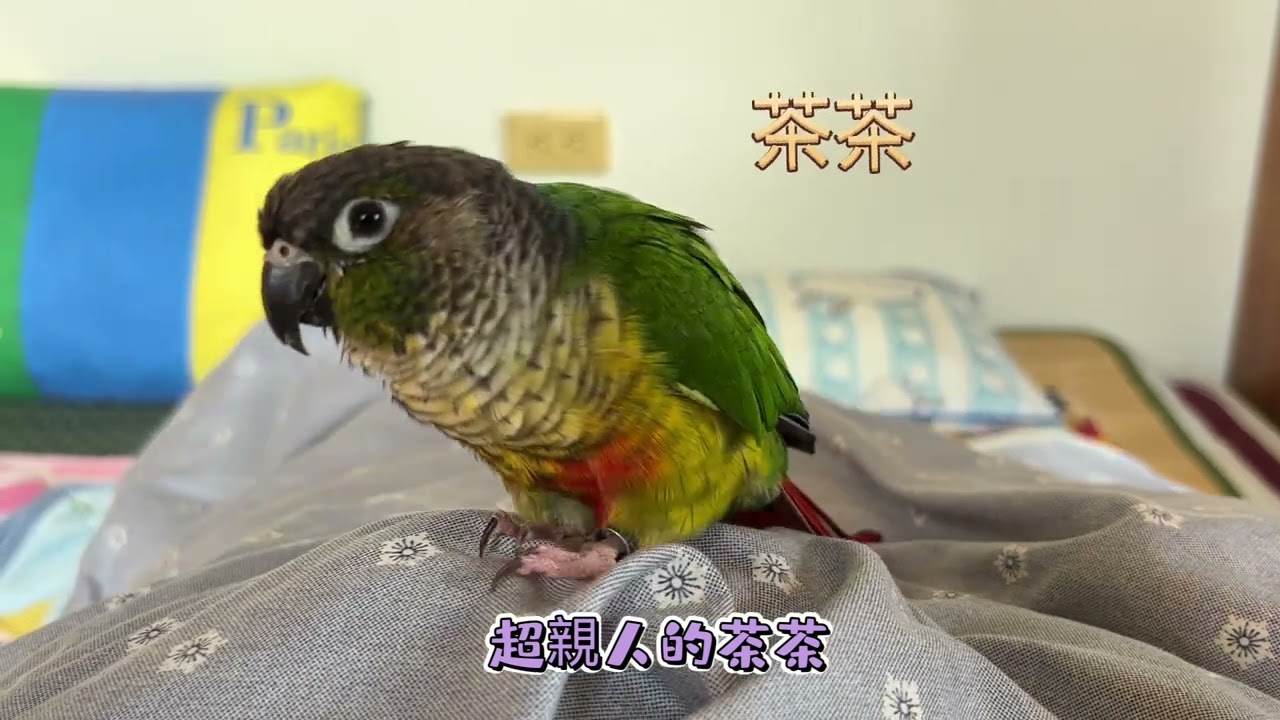 過年毛孩們齊聚一起