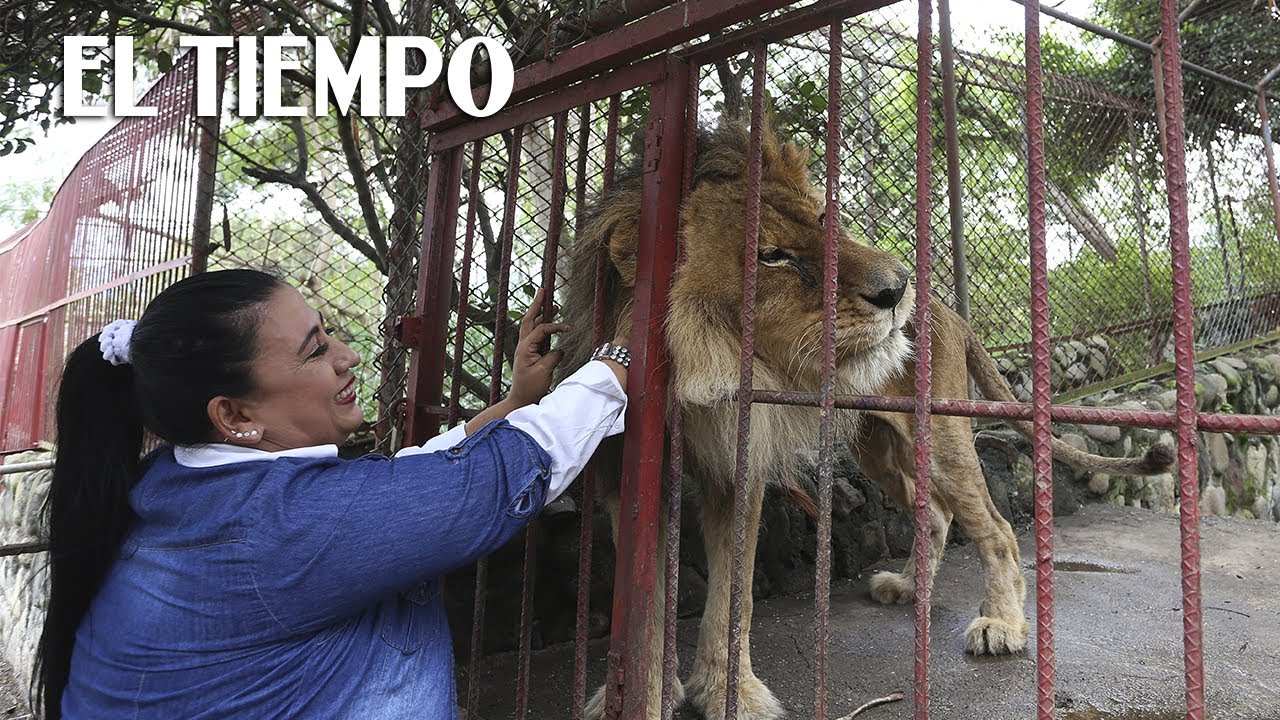 La agonía de un refugio animal en Cali | El TIEMPO