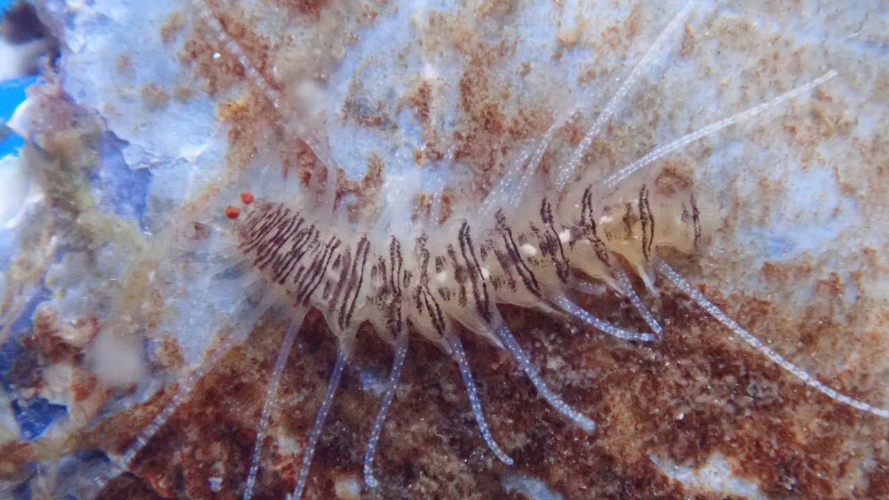 Amblyosyllis spectabilis