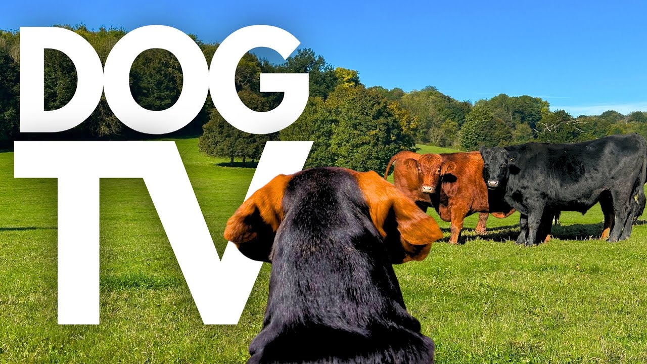 GoPro DogTV | 10hrs of Tranquil Virtual Dog Walks Through Peaceful Farmlands ☀️🌳 Dog POV