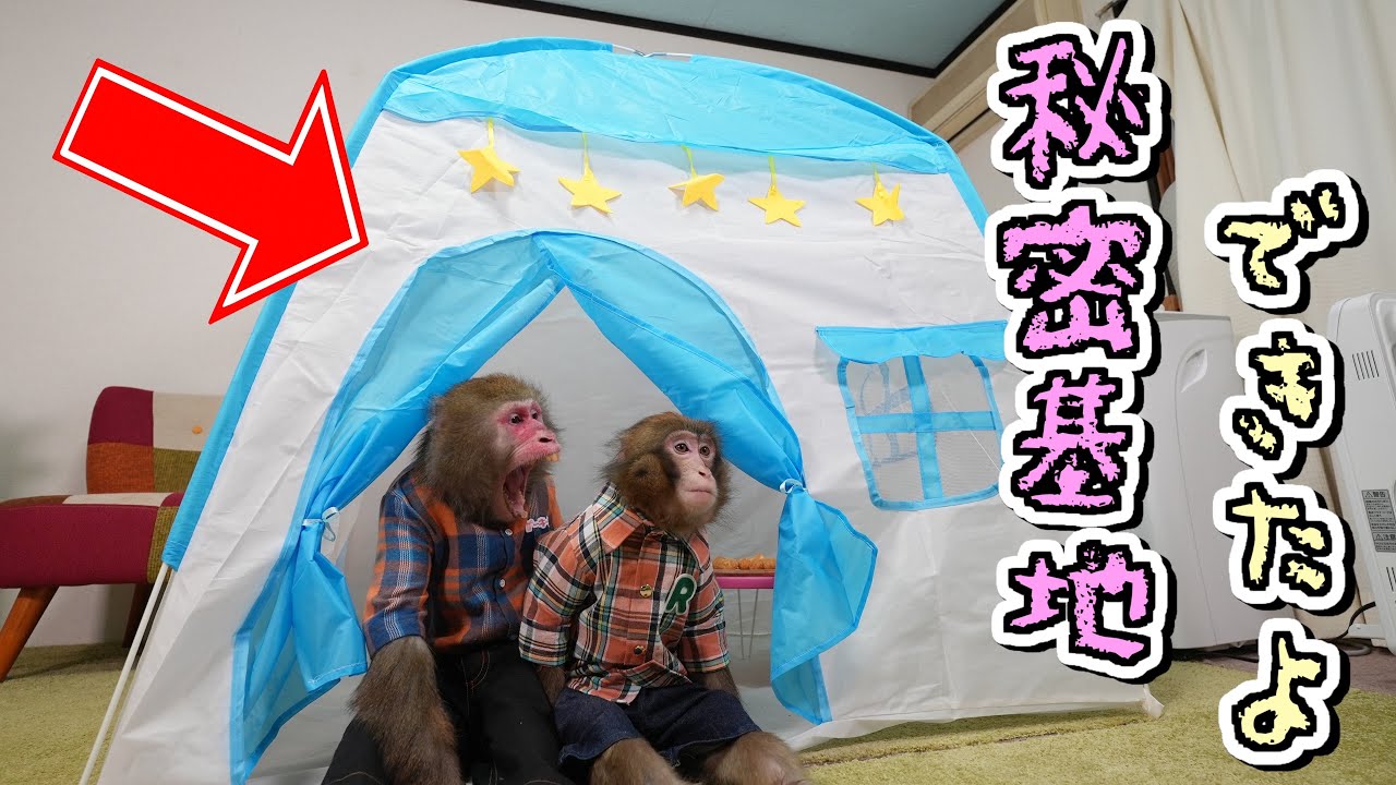 お猿さんも人間の子供のように「秘密基地」を作って遊びます。