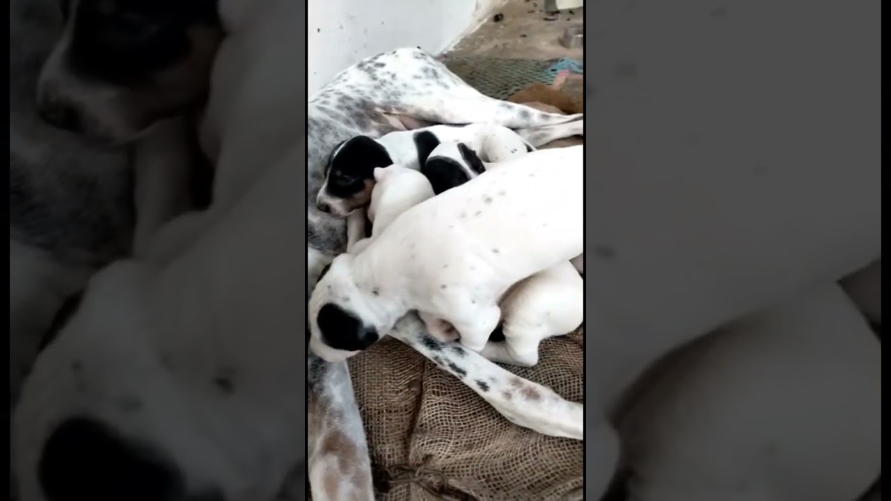 TOP QUALITY MUDHOL PUPPY FOR SALES | Dog for sale in tamil nadu 