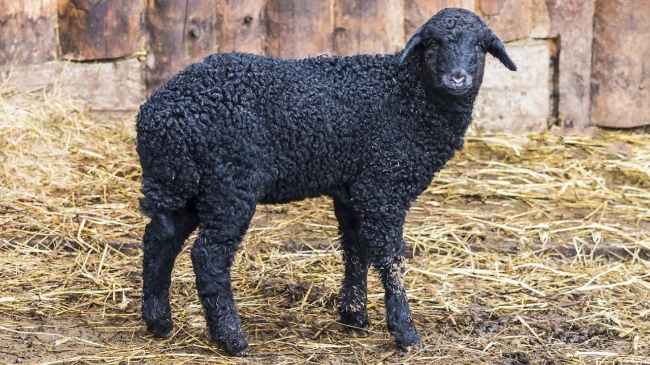 Karakul Sheep | High Fashion Fur