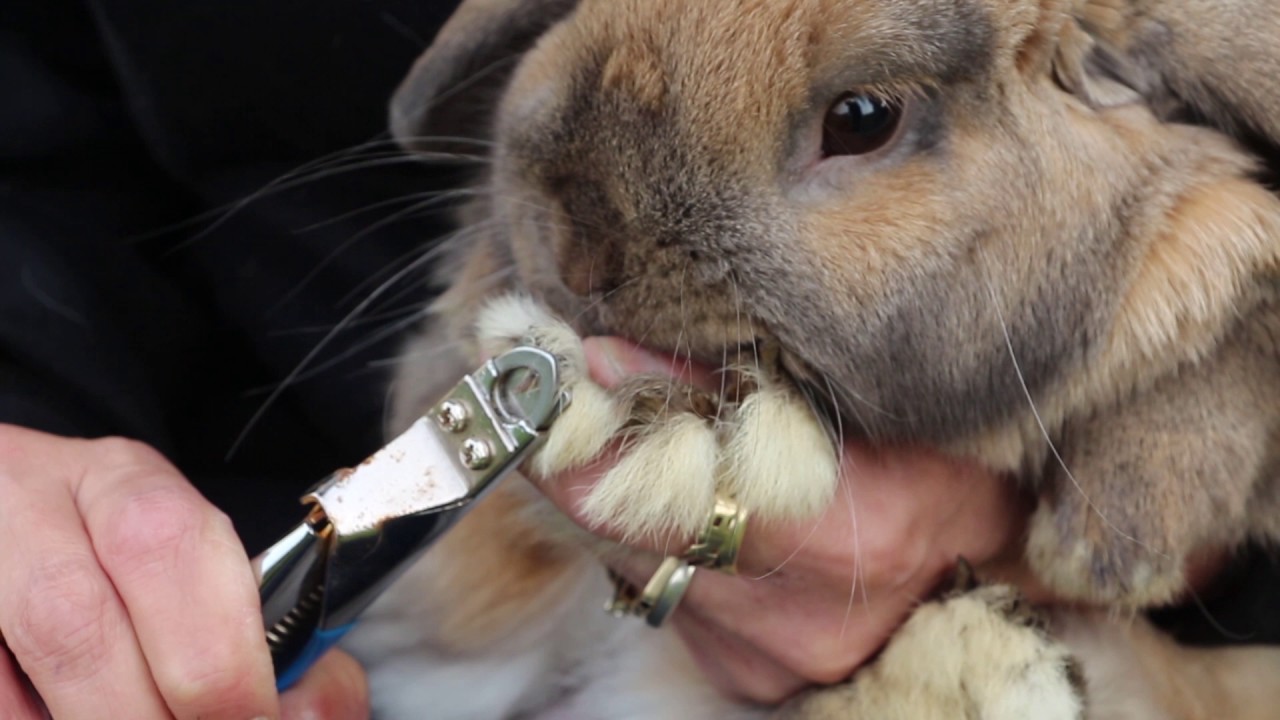 Tracey's Mini Lops