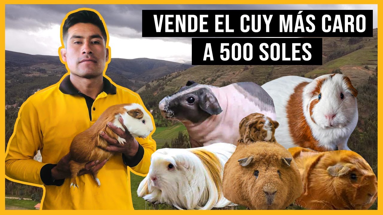 En esta granja venden el cuy más caro🐹  | Huancayo | Reportaje al Perú