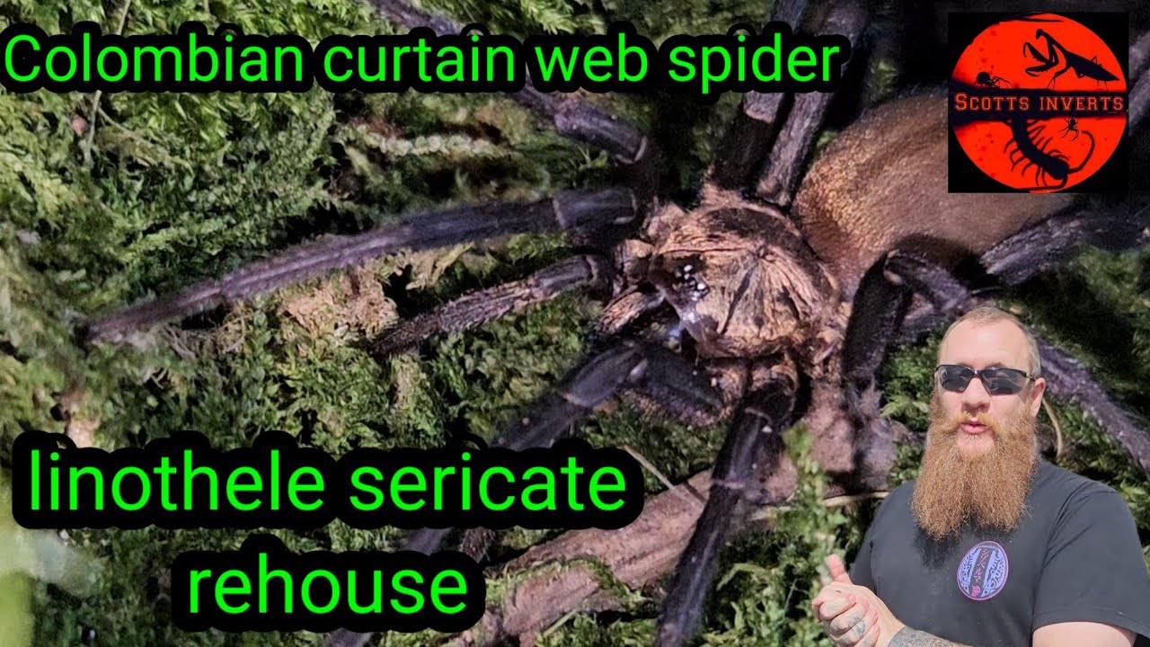 Colombian curtain Web spider * linothele sericata #linothele #curtain web