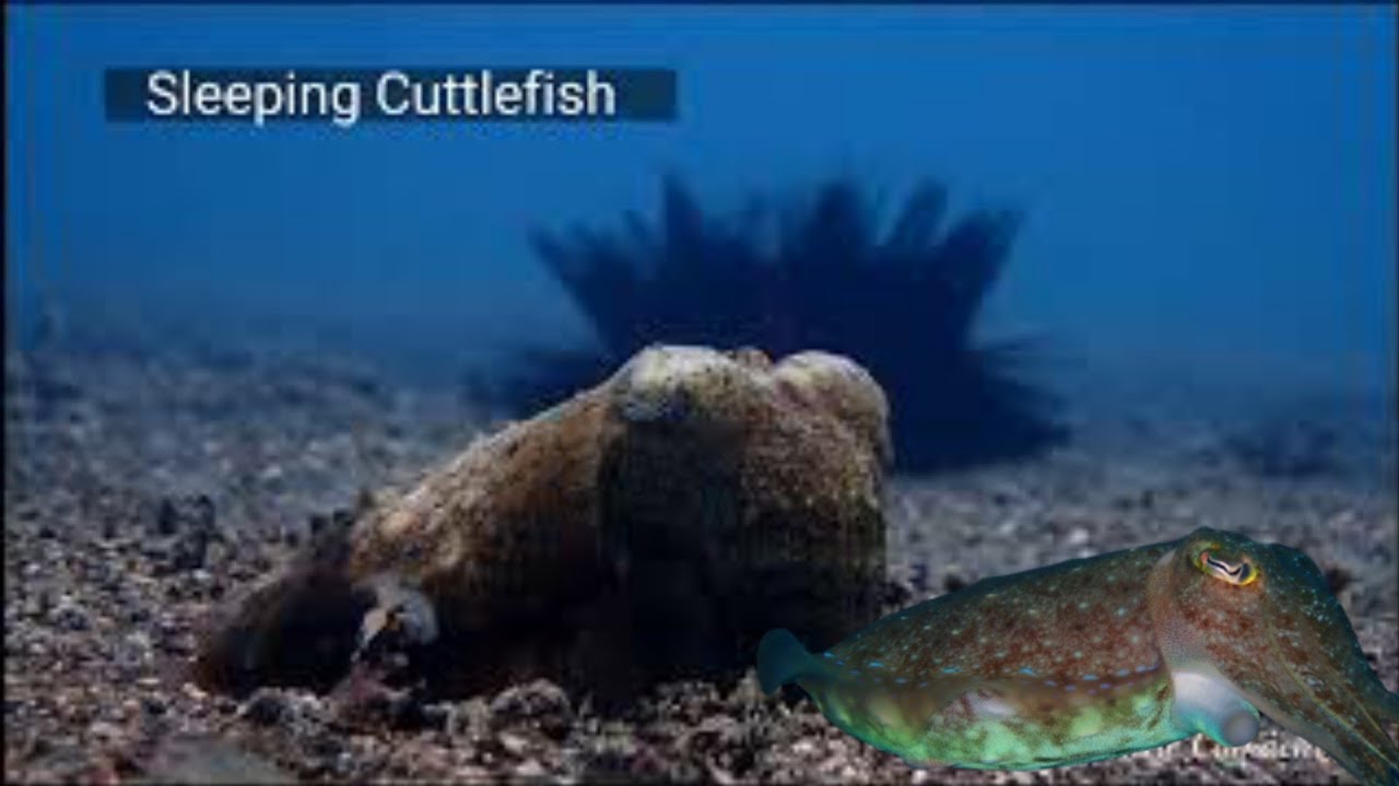 Relaxing Music || STUNNING UNDERWATER BEAUTY ||Scuba diving