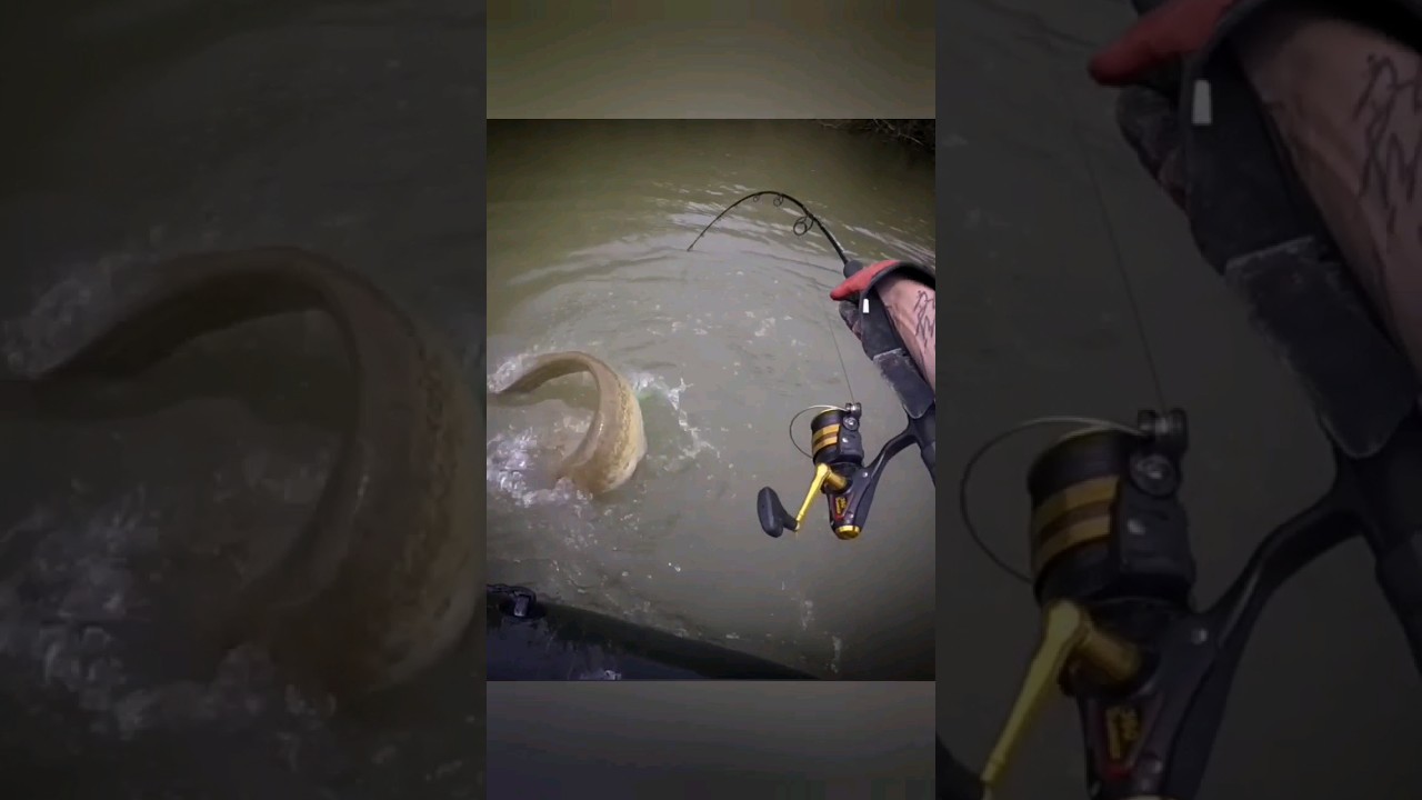 LOV SUMCA NA V&Aacute;BNIČKU🐱🐟 💦💦💦#catfish #silure#sumec #madcat #fishing #silurusglanis #catchandrelease