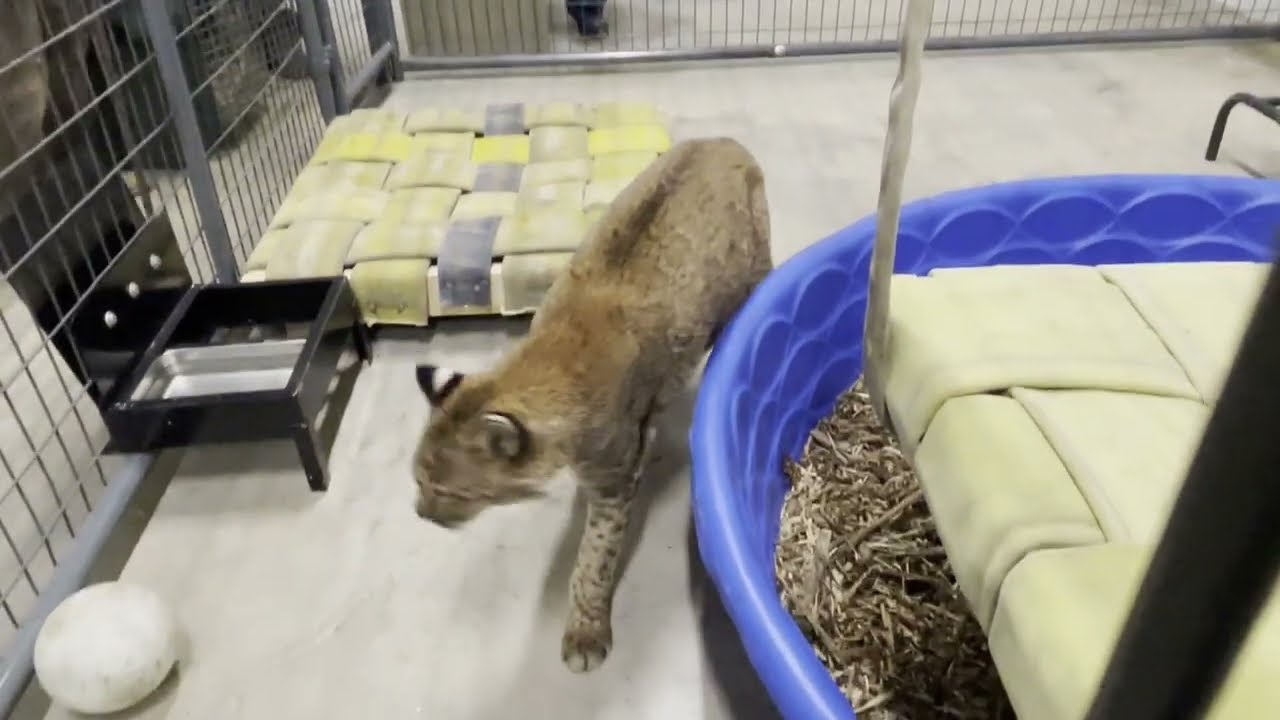 Releasing 22 year old Moses Bobcat