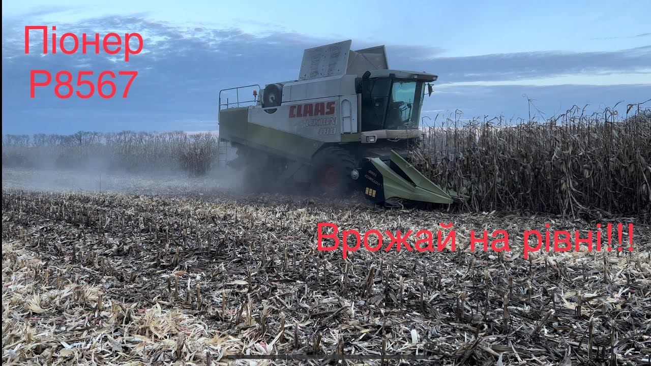 Зимова уборка кукурудзи🌽🧐 Піонер P8567. Ще трохи і ФІНІШ)❌