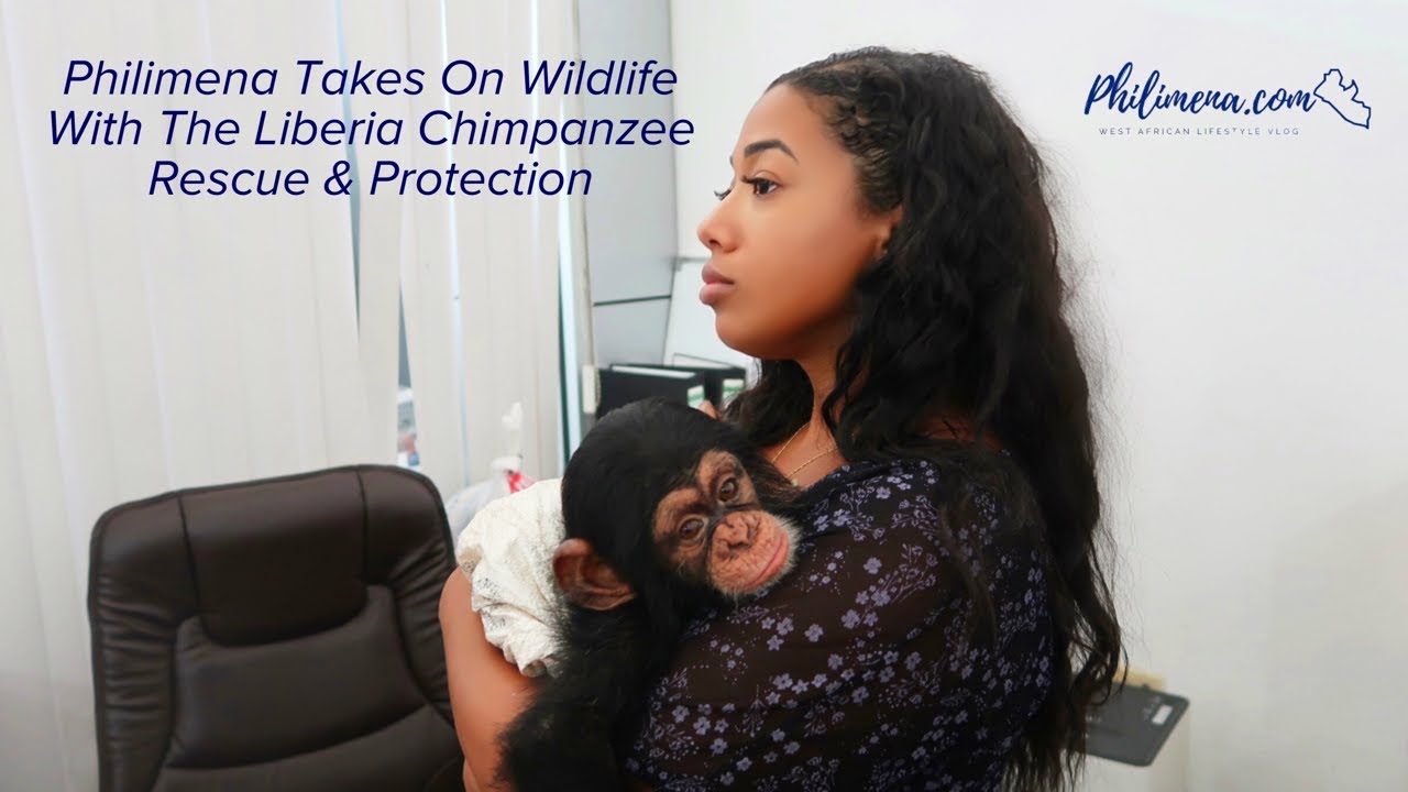 Philimena.com Takes On Wildlife With @liberiachimpanzeerescuepro2726