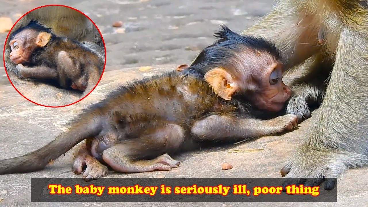 Injured and unable to nurse, the baby monkey didn't even have the strength to open its eyes!