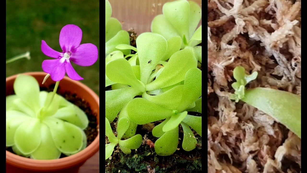 捕虫堇开花及扦插后续 butterworts