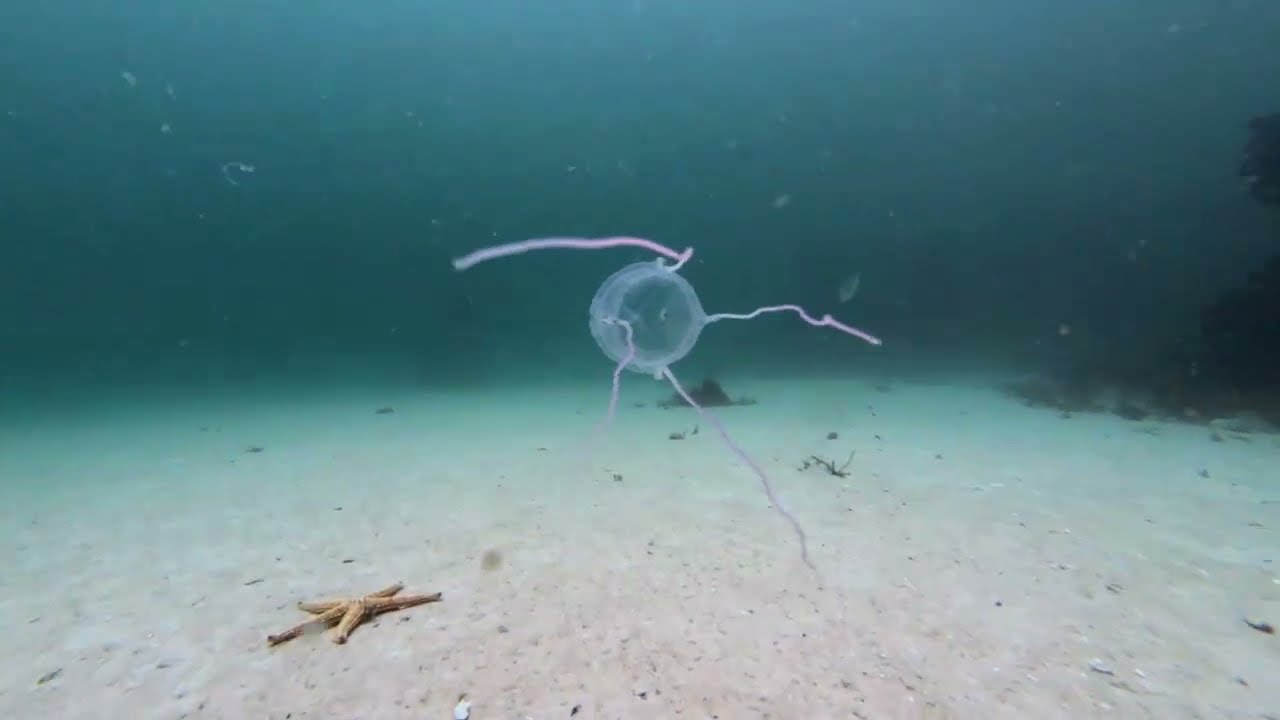 Scuba Smackdown