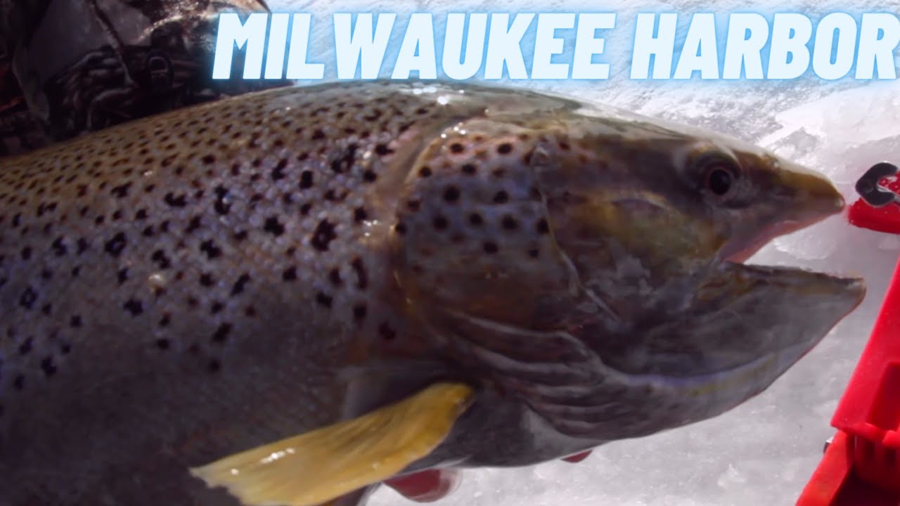 Ice Fishing GIANT BROWN TROUT in Downtown Milwaukee!!