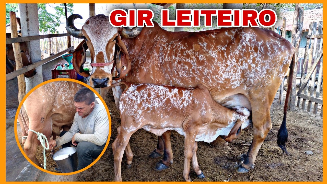 GIR LEITEIRO