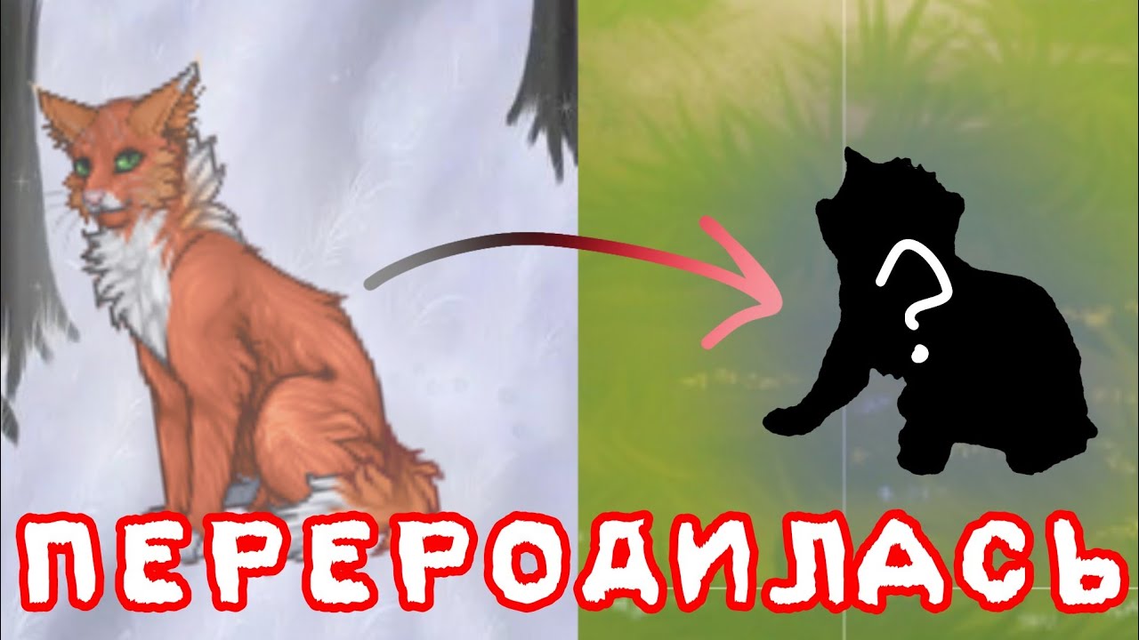 😱 ПЕРЕРОДИЛА КАМЫШЕЕДКУ!! Кто я теперь? || CatWar 😱