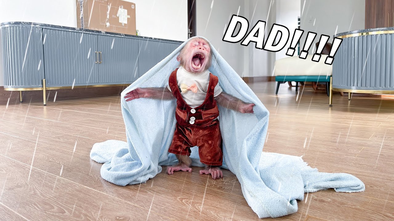 Scared Cubis Monkey Looking for Dad in the Storm!