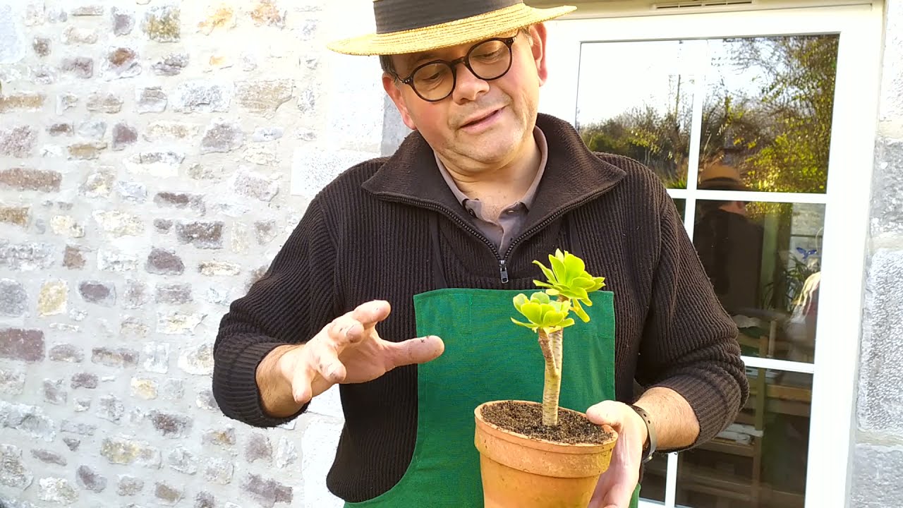 Comment bouturer ses cactus et plantes grasses?