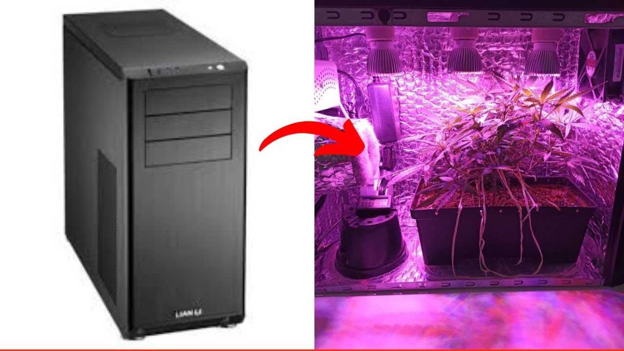 3 erros de um cultivo indoor improvisado