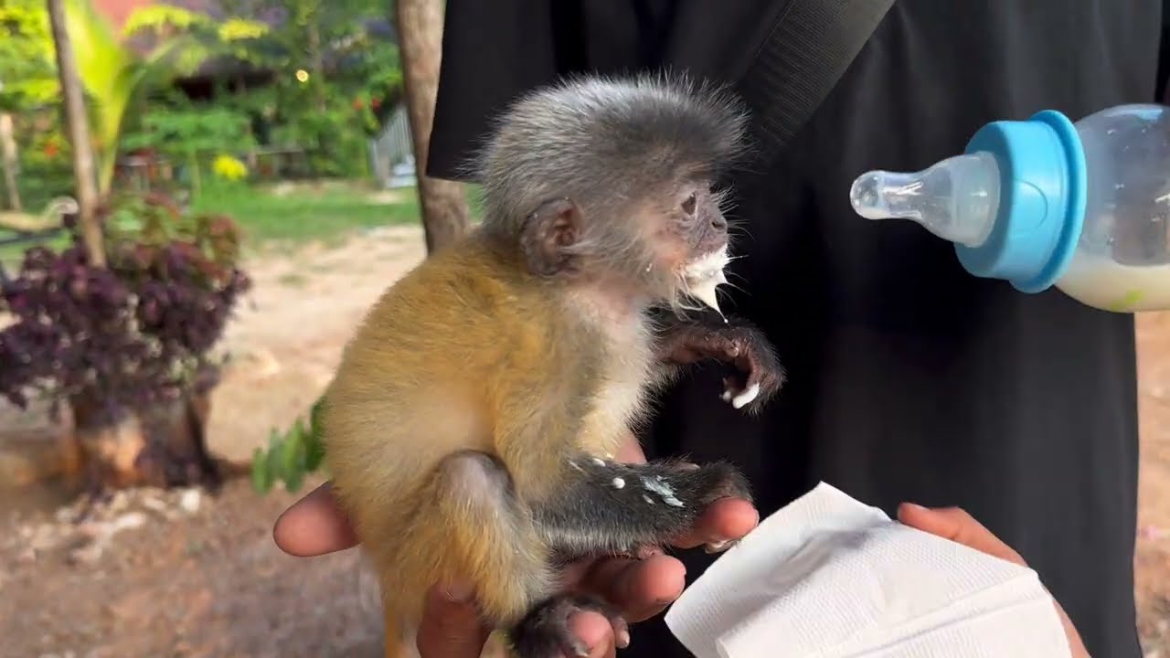 Dad is breastfeeding a baby monkey 🐒 