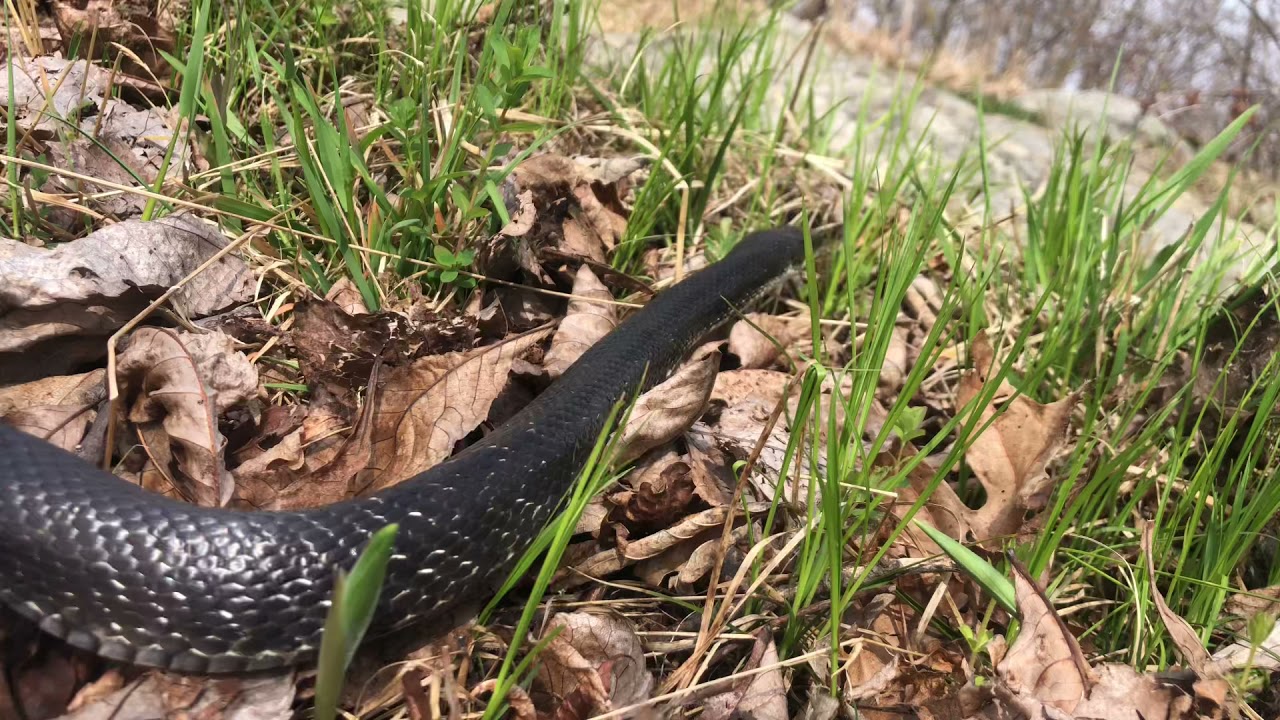 Black Rat Snake in New Jersey