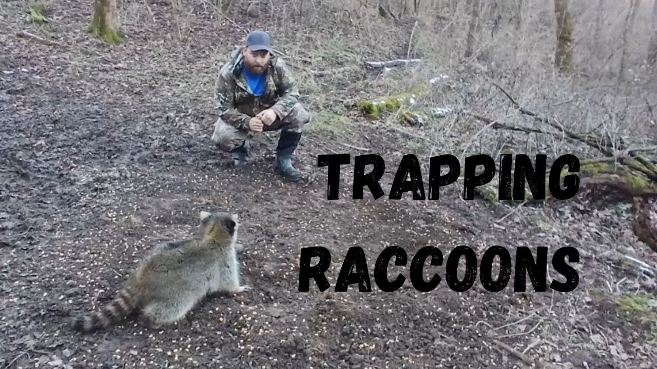 Отлов енотов
